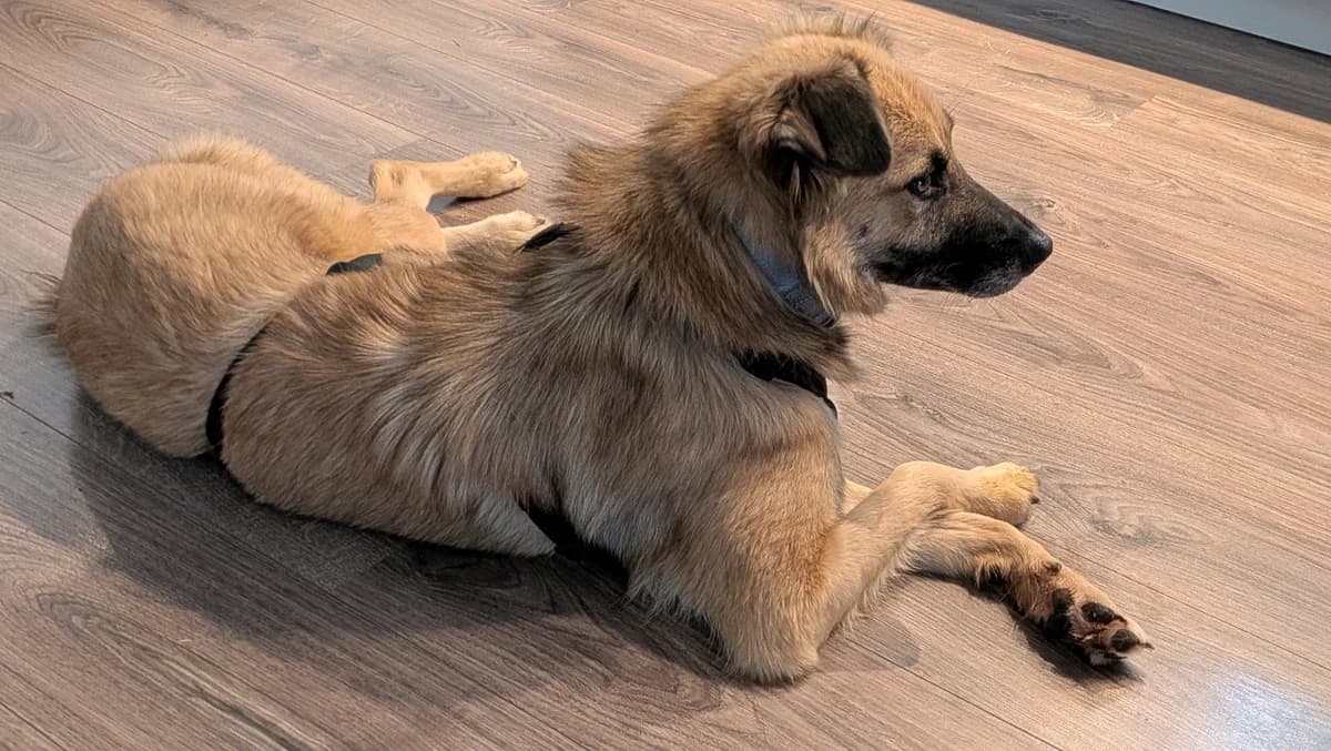 Micky, female young Mixed Breed for adoption at ITV Grenzenlos e.V., Essel