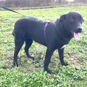 Mirela, female young Mixed Breed for adoption at ITV Grenzenlos e.V., Essel