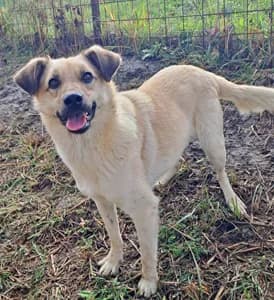 Momo, male 7yo Mixed Breed for adoption at ITV Grenzenlos e.V., Essel