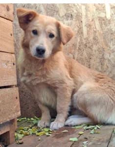 Mucki, female 6yo Mixed Breed for adoption at ITV Grenzenlos e.V., Essel