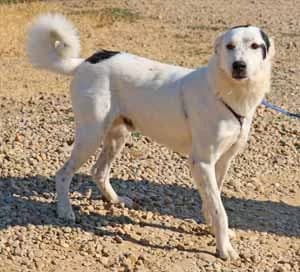 Nepomuk, male 3yo Mixed Breed for adoption at ITV Grenzenlos e.V., Essel