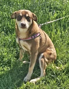 Nero, male 3yo Mixed Breed for adoption at ITV Grenzenlos e.V., Essel