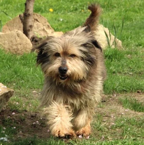 Noah, male Mixed Breed for adoption at ITV Grenzenlos e.V., Essel