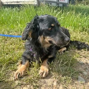 Noni, female young Mixed Breed for adoption at ITV Grenzenlos e.V., Essel
