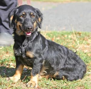 Noni, female young Mixed Breed for adoption at ITV Grenzenlos e.V., Essel