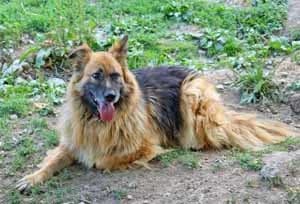 Olivia, female senior Mixed Breed for adoption at ITV Grenzenlos e.V., Essel