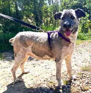 Pearl, female 4yo Mixed Breed for adoption at ITV Grenzenlos e.V., Essel