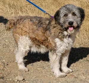 Pearl, female 4yo Mixed Breed for adoption at ITV Grenzenlos e.V., Essel