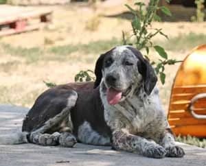 Pepper, schwarz male 5yo Mixed Breed for adoption at ITV Grenzenlos e.V., Essel