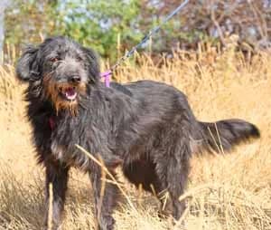 Rava, female young Mixed Breed for adoption at ITV Grenzenlos e.V., Essel