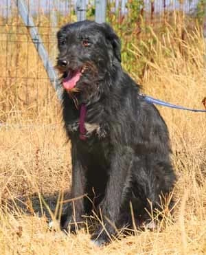 Ravina, female young Mixed Breed for adoption at ITV Grenzenlos e.V., Essel