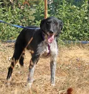 Rhenna, female young Mixed Breed for adoption at ITV Grenzenlos e.V., Essel