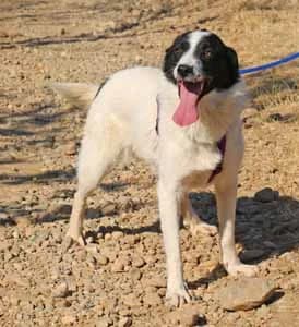 Riven, male young Mixed Breed for adoption at ITV Grenzenlos e.V., Essel