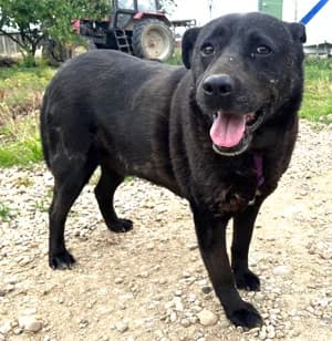 Shadow, male young Mixed Breed for adoption at ITV Grenzenlos e.V., Essel