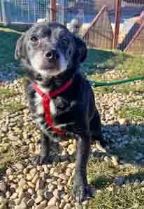 Sid, male 4yo Mixed Breed for adoption at ITV Grenzenlos e.V., Essel