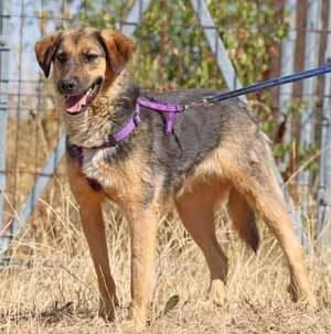 Silja, female 3yo Mixed Breed for adoption at ITV Grenzenlos e.V., Essel