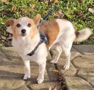 Suki, female senior Mixed Breed for adoption at ITV Grenzenlos e.V., Essel