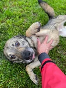 Sunny, male young Mixed Breed for adoption at ITV Grenzenlos e.V., Essel