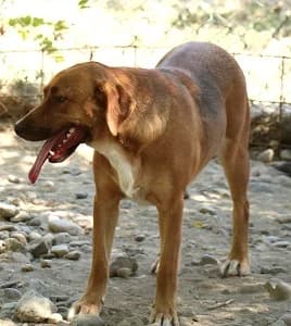 Toffee, female young Mixed Breed for adoption at ITV Grenzenlos e.V., Essel