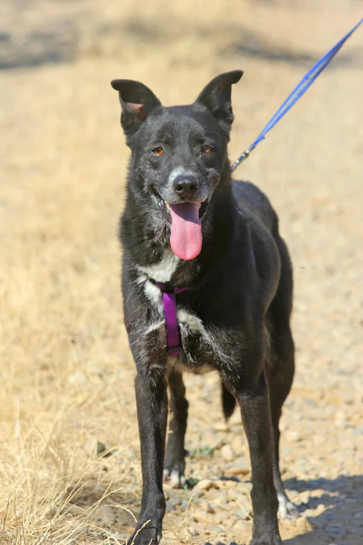 Tucsok, female 5yo Mixed Breed for adoption at ITV Grenzenlos e.V., Essel