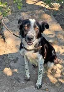 Victor, male 4yo Mixed Breed for adoption at ITV Grenzenlos e.V., Essel