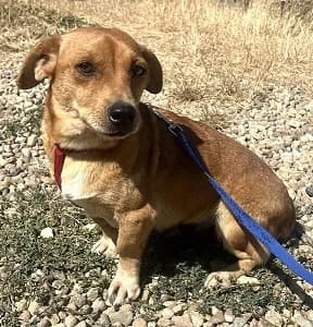 Zelda, female young Mixed Breed for adoption at ITV Grenzenlos e.V., Essel