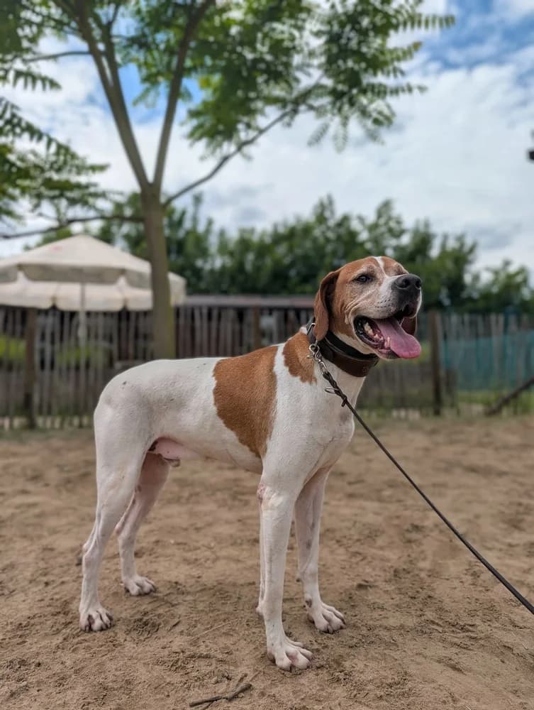 Pointer „Polu“, male 5yo Mixed Breed for adoption at Jagdhunde in Not e.V.