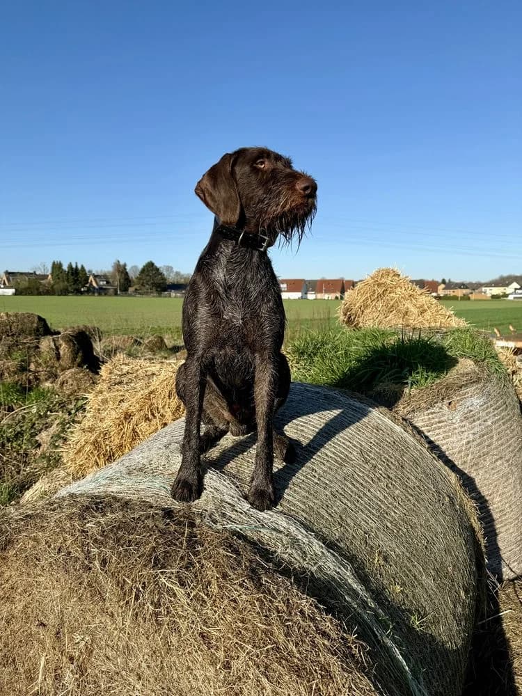Deutsch Drahthaar Rüde „Bacchus (Biber vom Jasmund) „, male puppy Mixed Breed for adoption at Jagdhunde in Not e.V.