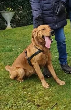Dark Golden Retriever-Rüde “ Aristo „, golden male young Mixed Breed for adoption at Jagdhunde in Not e.V.