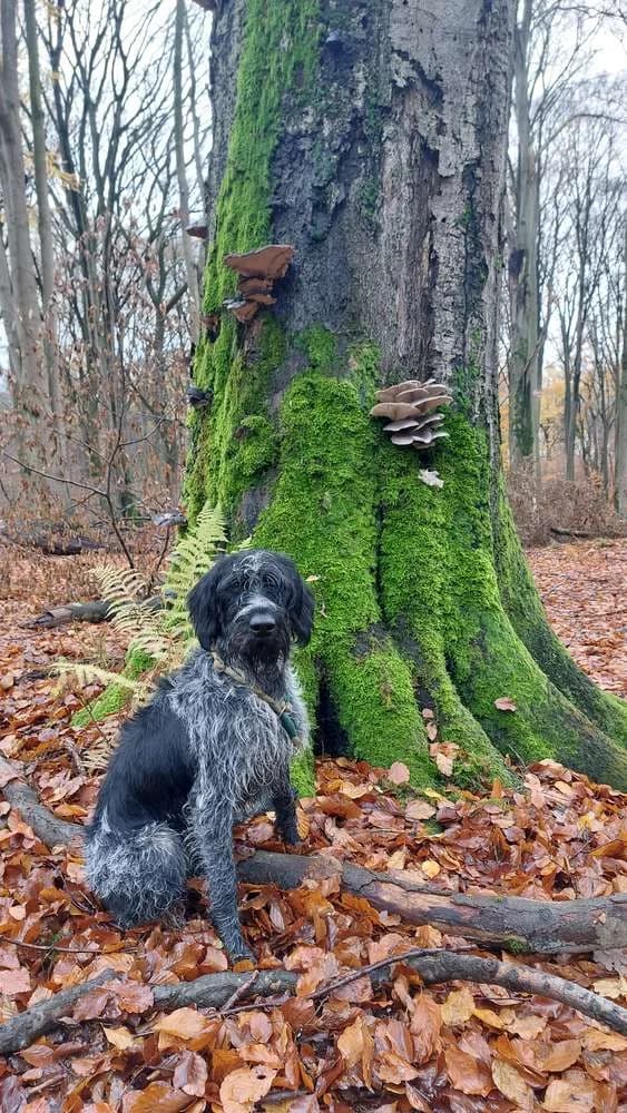 Deutsch Drahthaar „Tingel „, female 4yo Mixed Breed for adoption at Jagdhunde in Not e.V.