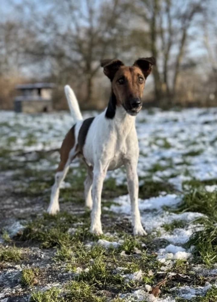 Foxterrier „Geralt vom Teufelsstein „, male 5yo Mixed Breed for adoption at Jagdhunde in Not e.V.