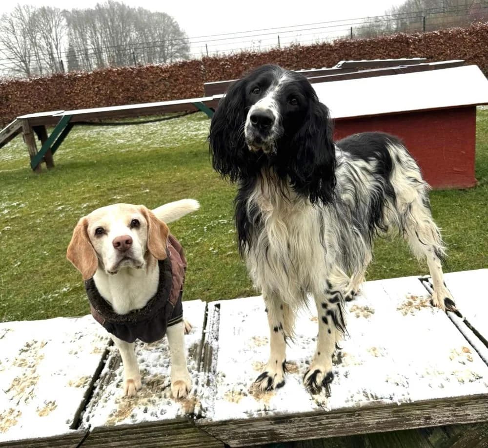 Großer Münsterländer „Hermann“ und Beagle „Karl“, male senior Mixed Breed for adoption at Jagdhunde in Not e.V.