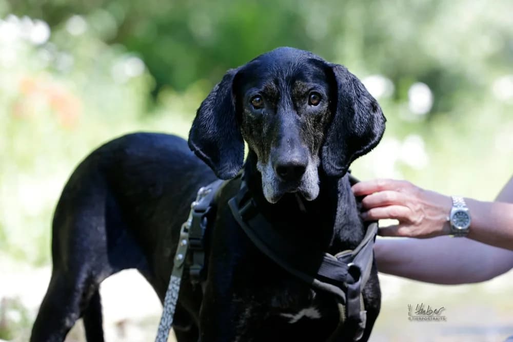 Siebenbürger Bracke-Mix „Eros“, 7yo Mixed Breed for adoption at Jagdhunde in Not e.V.