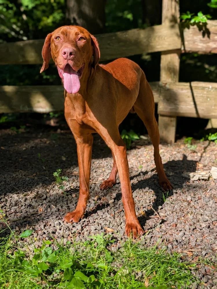 Magyar Viszla „Baron“, male young Mixed Breed for adoption at Jagdhunde in Not e.V.