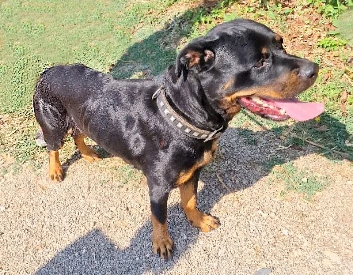 Dahila, Mixed Breed for adoption at Joshi die 2. Chance, Lübeck