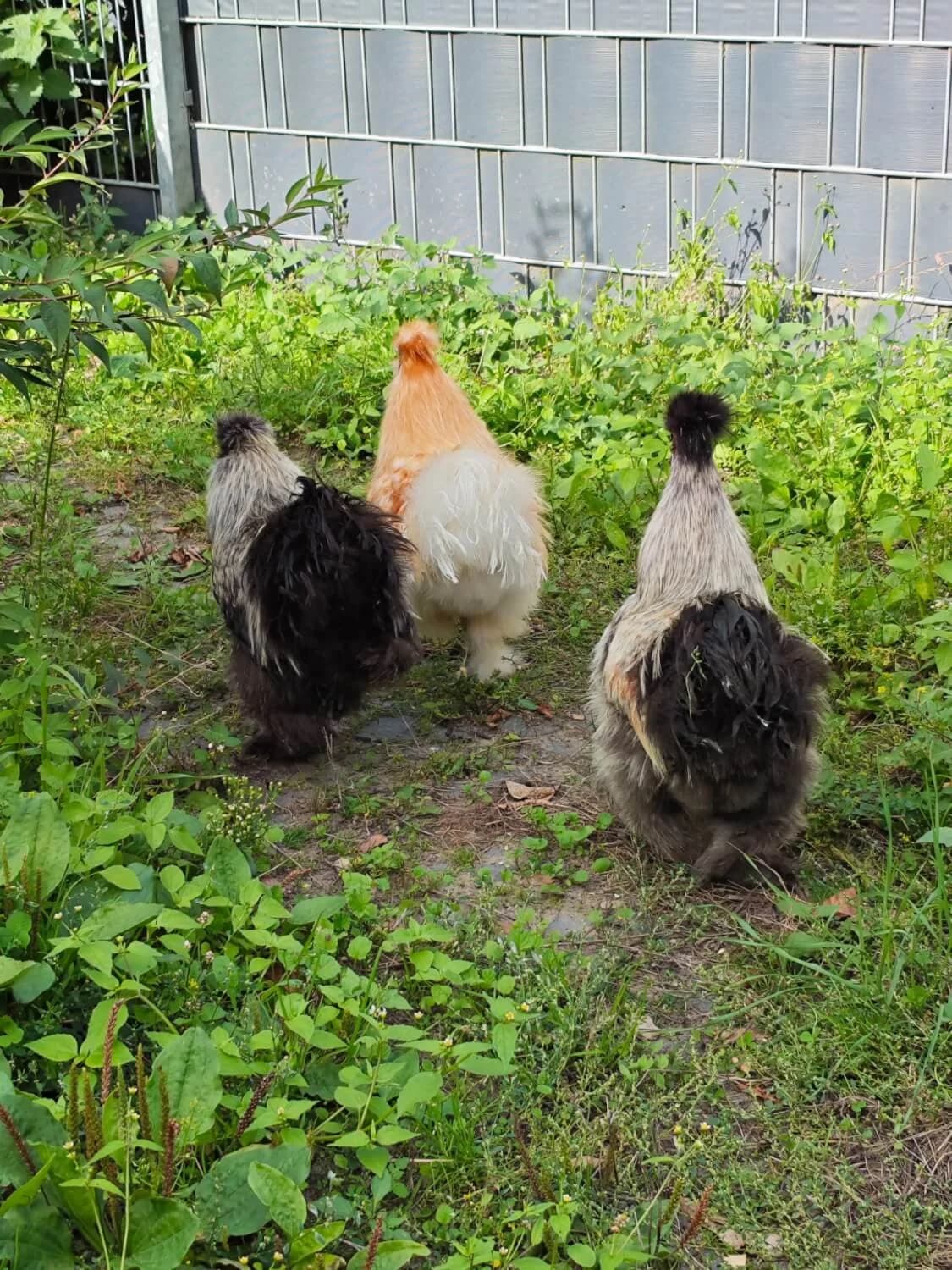 3 Seidenhähne, male Mixed Breed for adoption at Julias Tierheim Ahaus