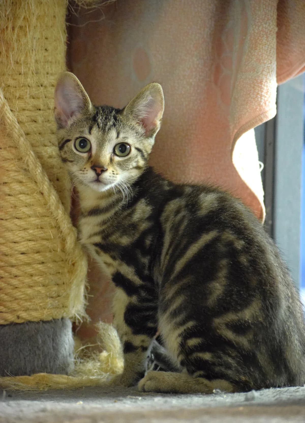 Unica, female puppy Mixed Breed for adoption at Julias Tierheim Ahaus