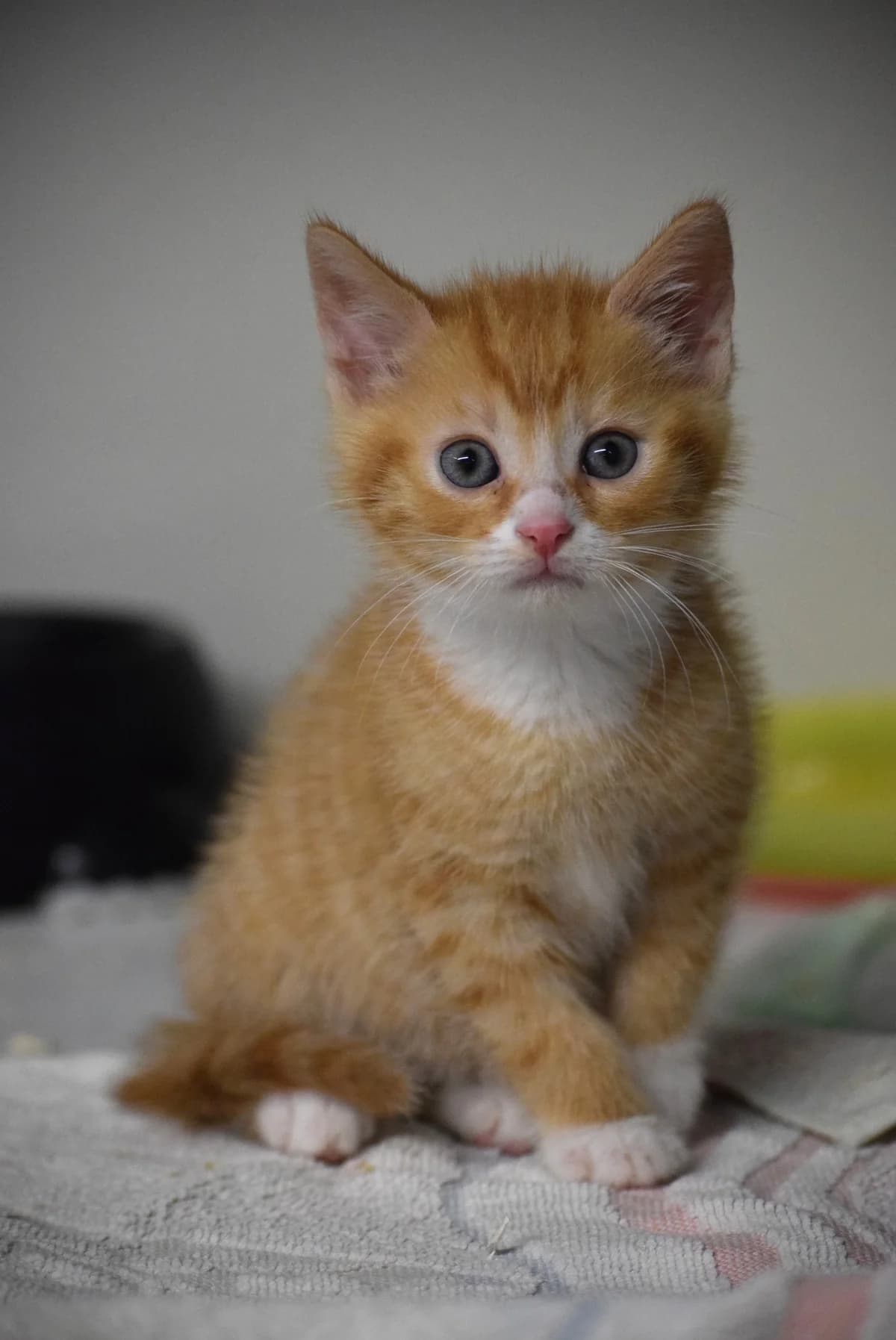 5er Trupp E-wurf, female Mixed Breed for adoption at Julias Tierheim Ahaus