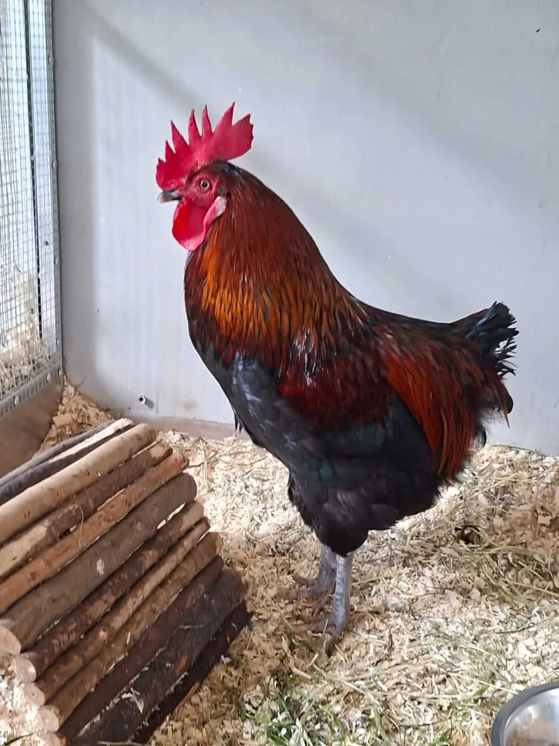 Aaragon, male Mixed Breed for adoption at Julias Tierheim Ahaus
