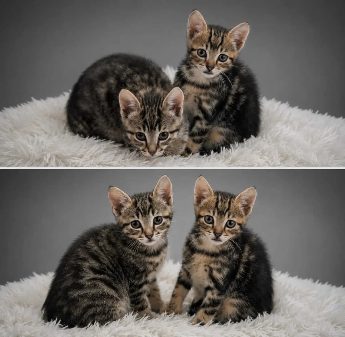 Amidala & Grogu, female puppy Mixed Breed for adoption at Julias Tierheim Ahaus