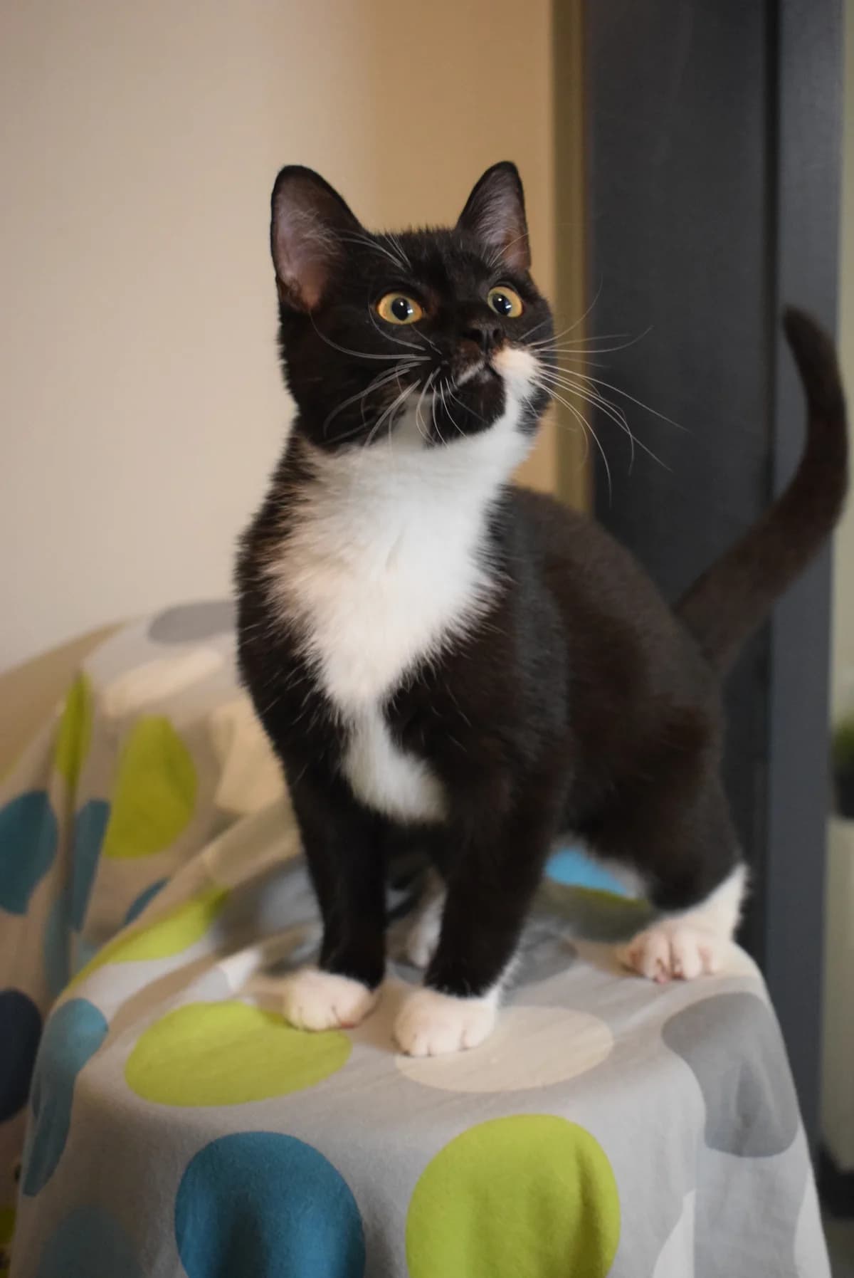 Armes – Handicap Kätzchen, male Mixed Breed for adoption at Julias Tierheim Ahaus