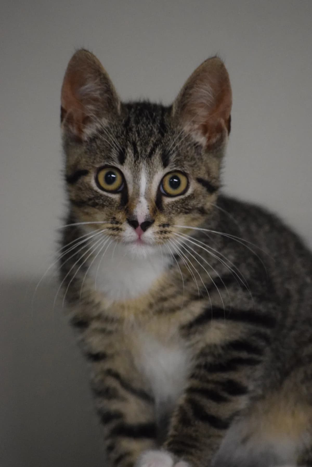 Arthas, male senior Mixed Breed for adoption at Julias Tierheim Ahaus
