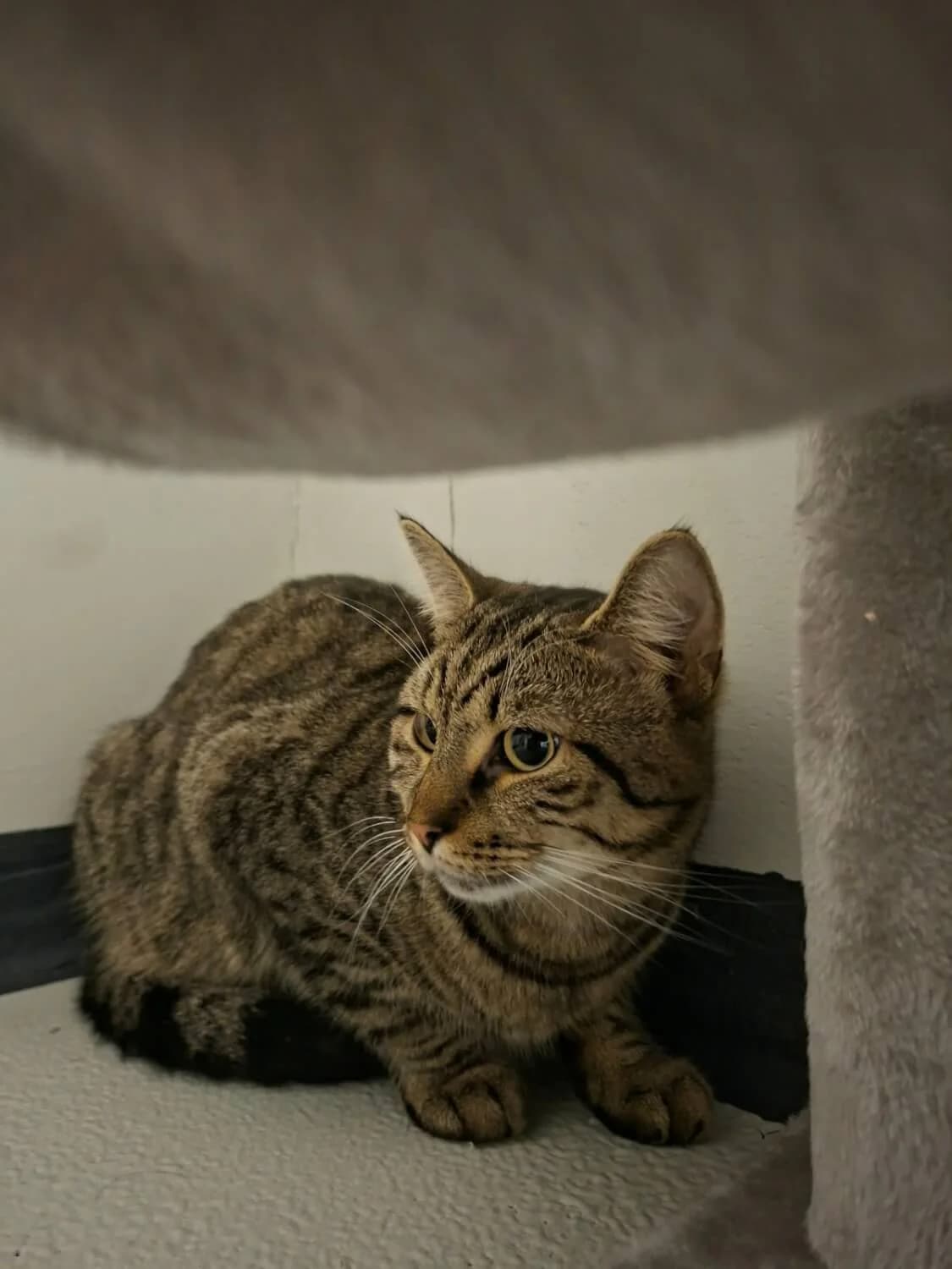 Atlas, male Mixed Breed for adoption at Julias Tierheim Ahaus