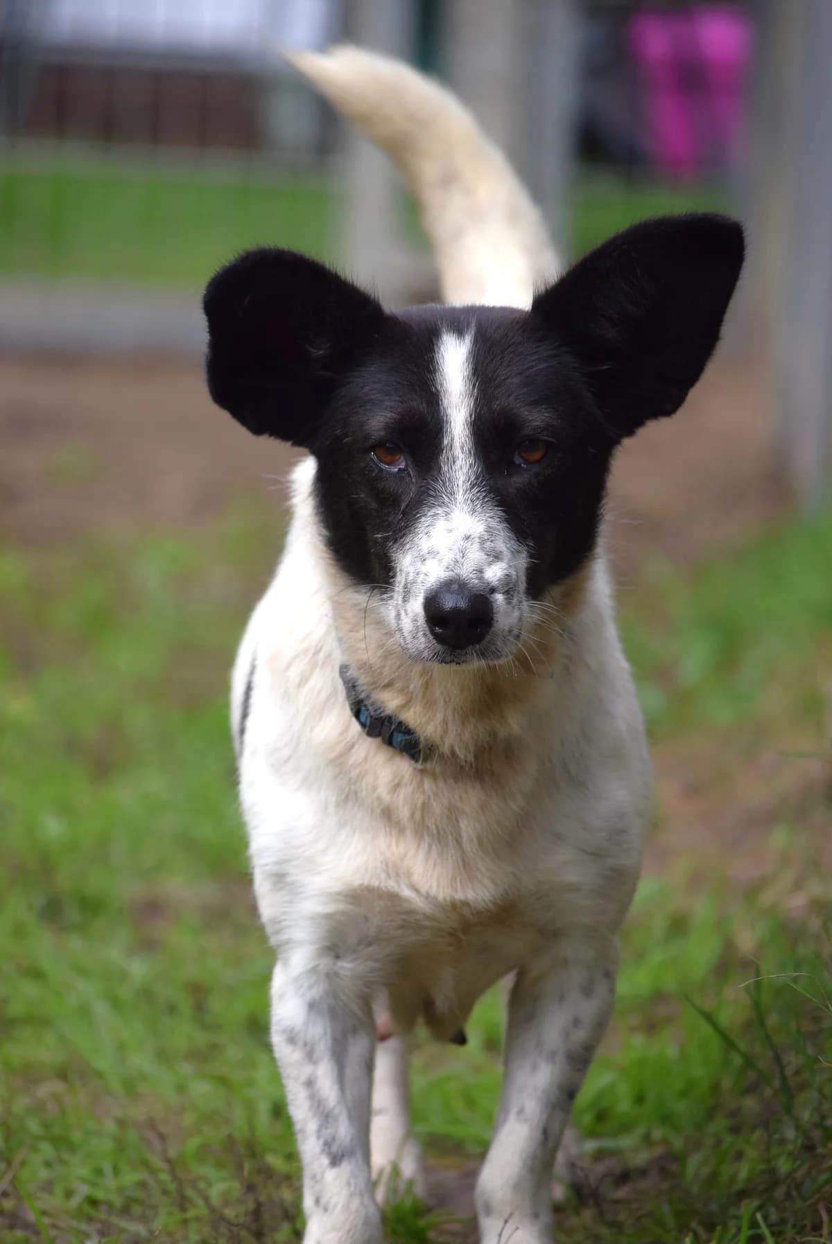 Babsi, gold female senior Mixed Breed for adoption at Julias Tierheim Ahaus