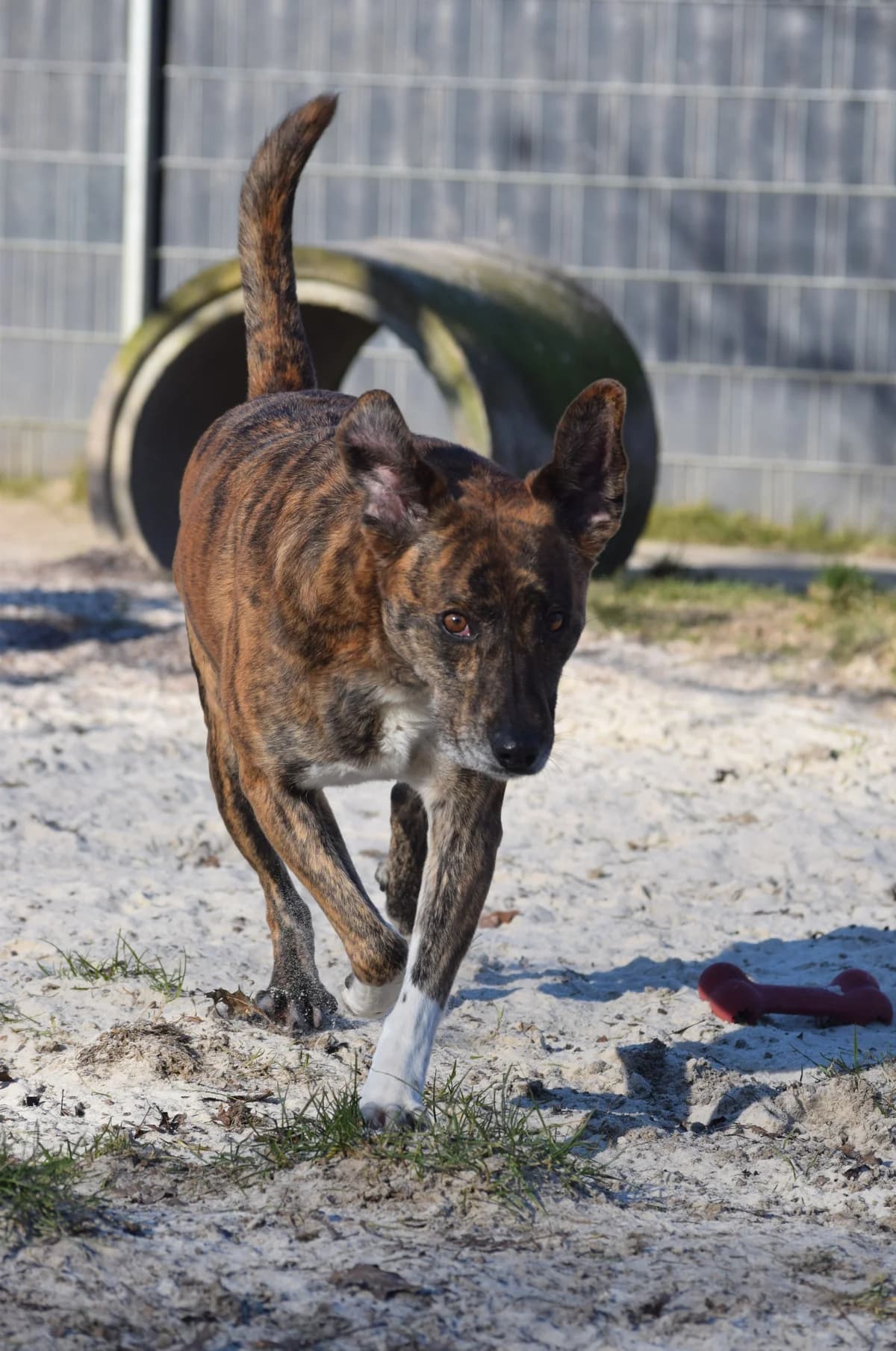 Baika, female senior Mixed Breed for adoption at Julias Tierheim Ahaus