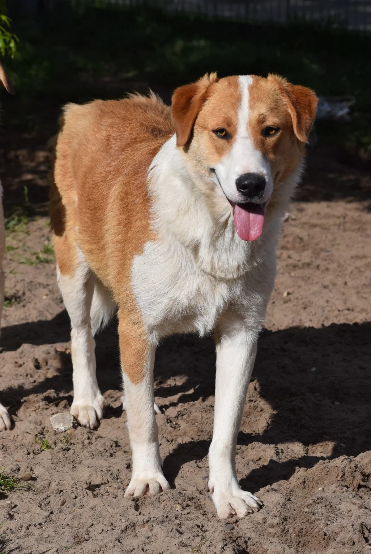 Benji, male senior Mixed Breed for adoption at Julias Tierheim Ahaus