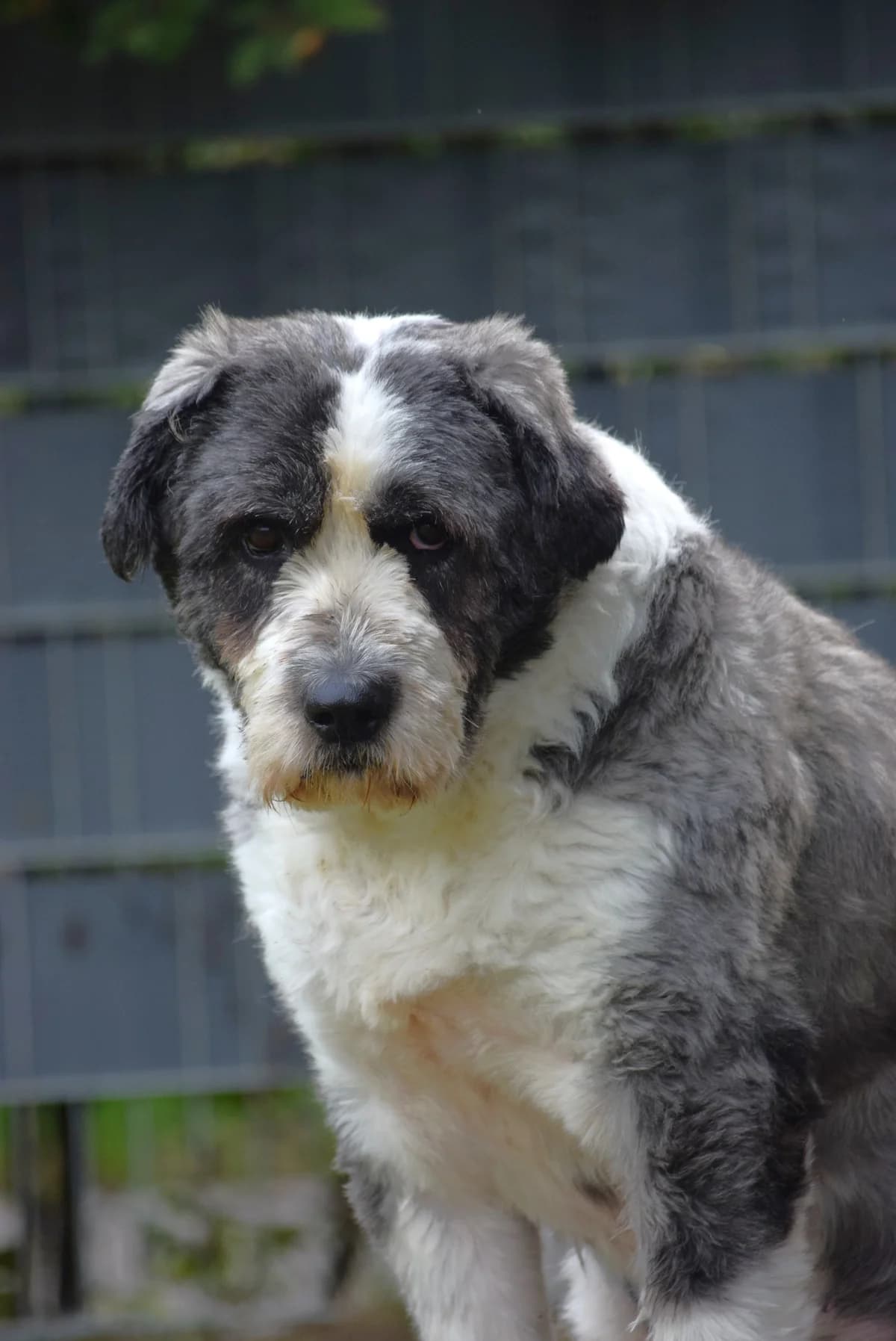 Betty, female senior Mixed Breed for adoption at Julias Tierheim Ahaus