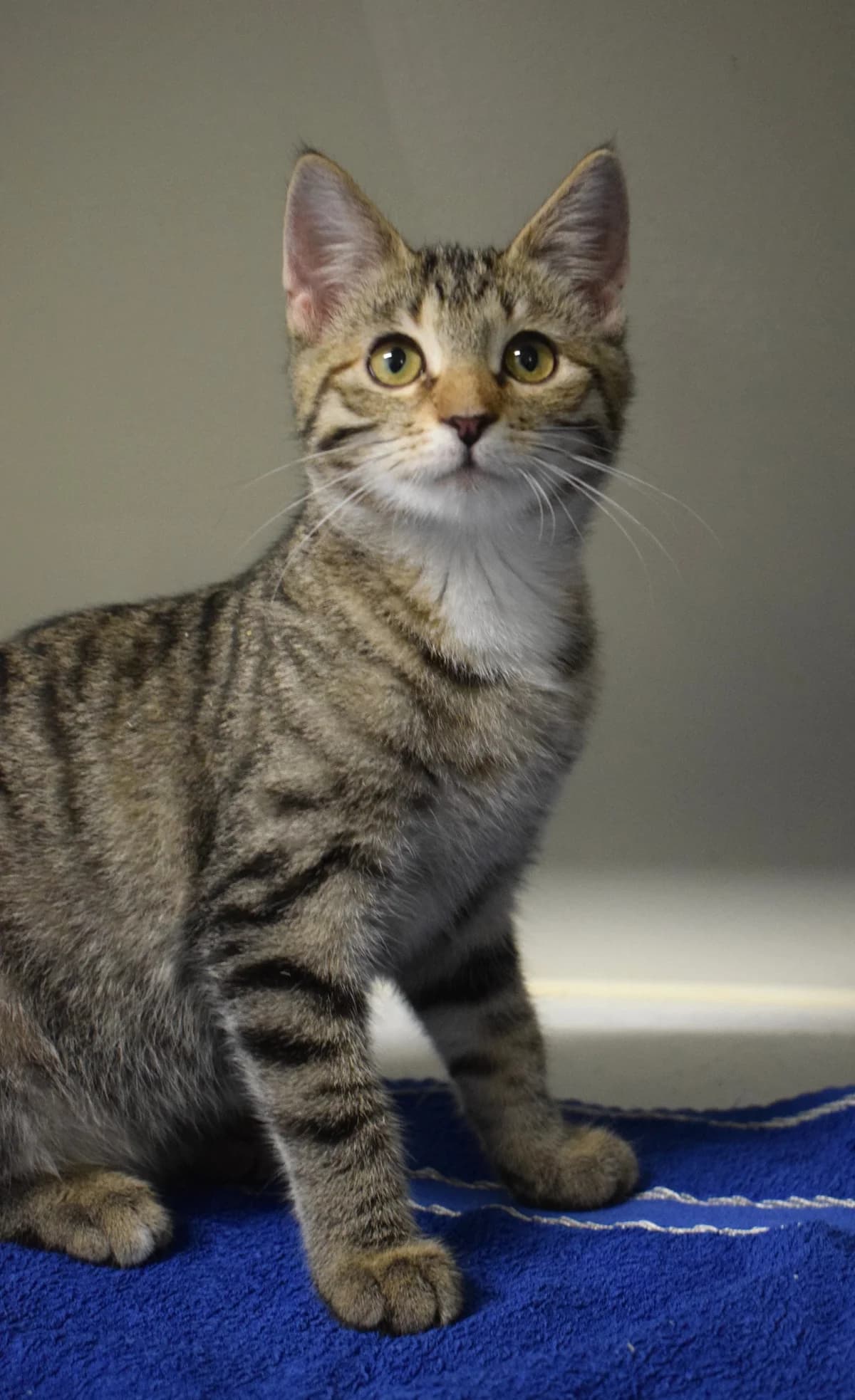 Bibi, female senior Mixed Breed for adoption at Julias Tierheim Ahaus