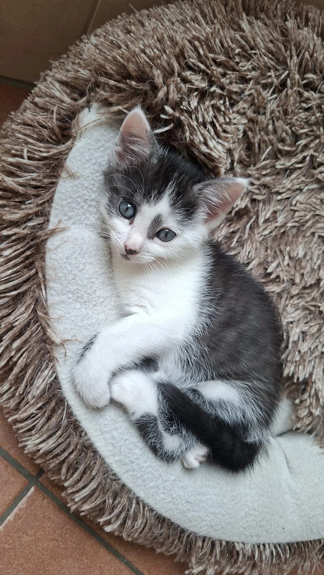 Bibo & Bob, male senior Mixed Breed for adoption at Julias Tierheim Ahaus