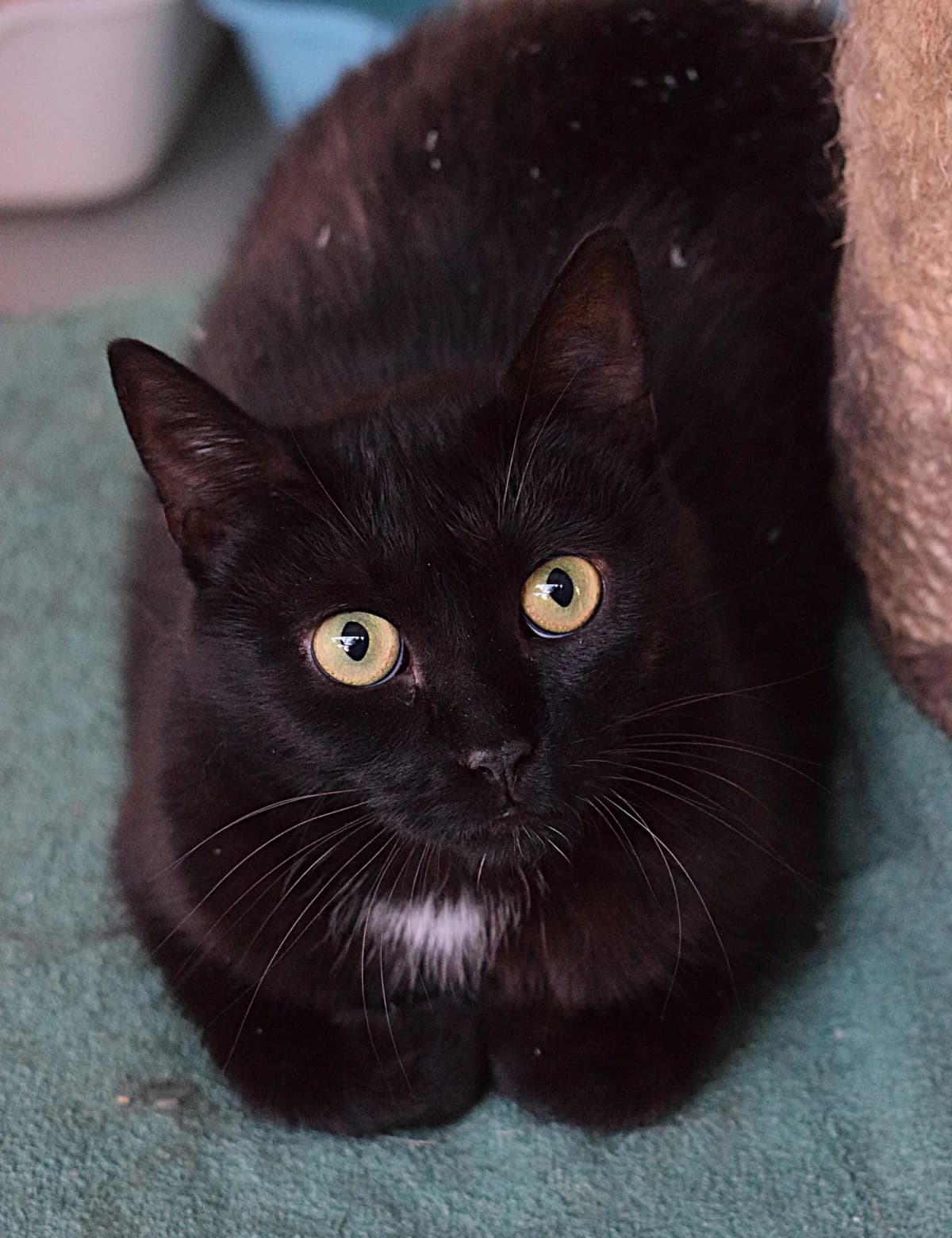 Blacky & Gina, male senior Mixed Breed for adoption at Julias Tierheim Ahaus